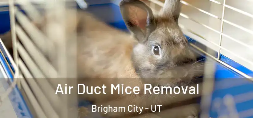  Air Duct Mice Removal Brigham City - UT