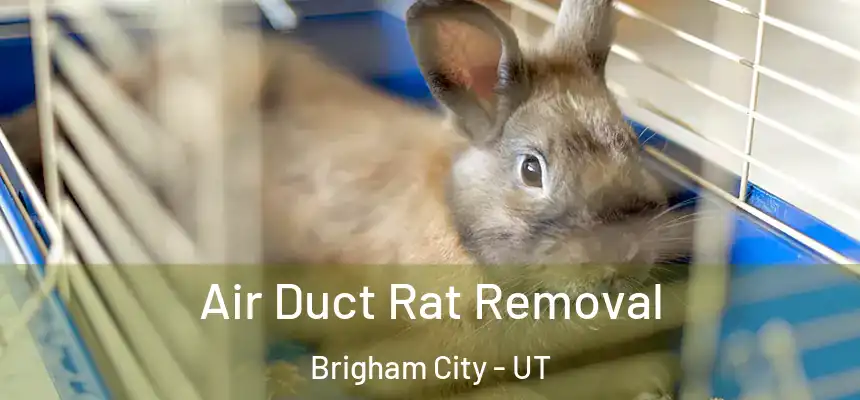  Air Duct Rat Removal Brigham City - UT