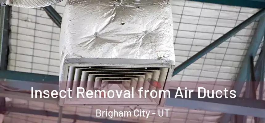  Insect Removal from Air Ducts Brigham City - UT