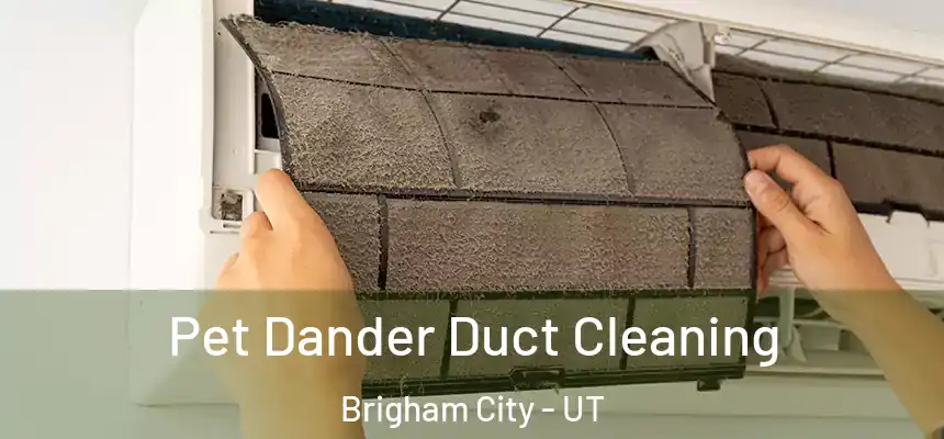 Pet Dander Duct Cleaning Brigham City - UT
