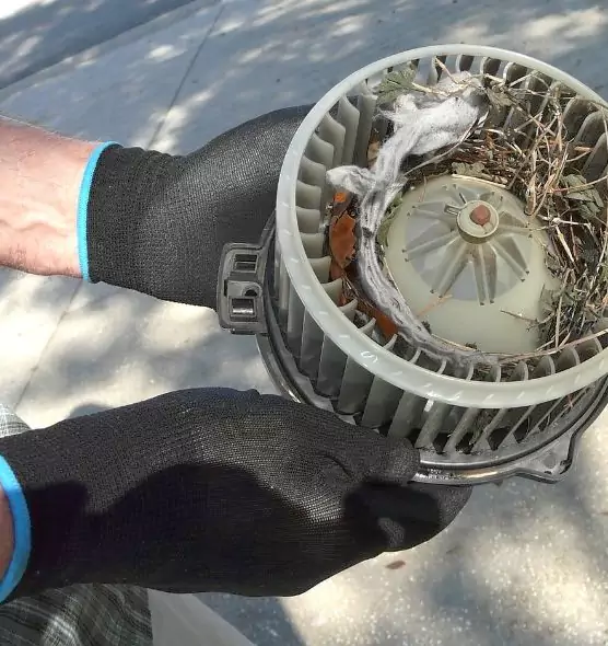 About Air Duct Mice Removal in Brigham City, UT